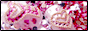 LOVELY&COOL �`�l�C���A�[�g�p���C���X�g�[�����X�`